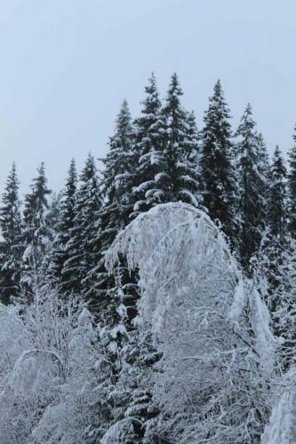 Cluster Art, Matti Luostarinen 2015: The first snow of the November forestry 